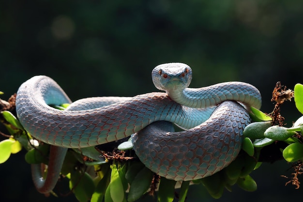 Blue viper snake closeup face head of viper snake Blue insularis