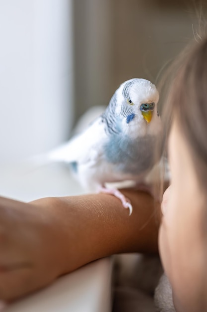 Free photo blue and white budgerigar pets concept and domestic birds