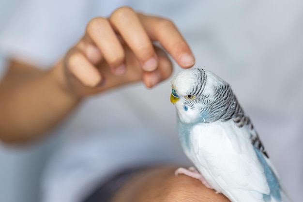 Free photo blue and white budgerigar pets concept and domestic birds