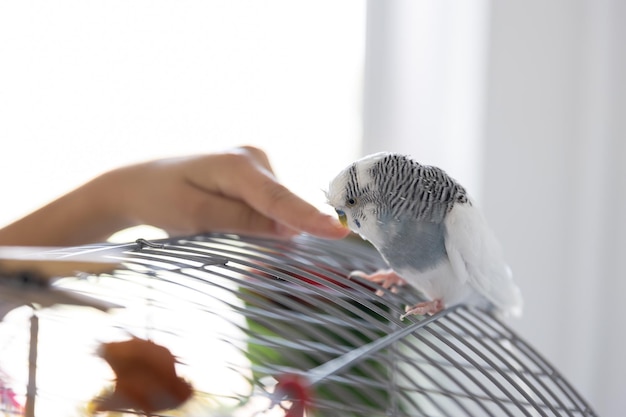 Free photo blue and white budgerigar pets concept and domestic birds