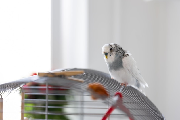 Free Photo blue and white budgerigar pets concept and domestic birds