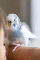 Free photo blue and white budgerigar pets concept and domestic birds