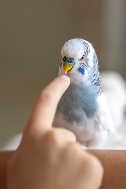 Free photo blue and white budgerigar pets concept and domestic birds