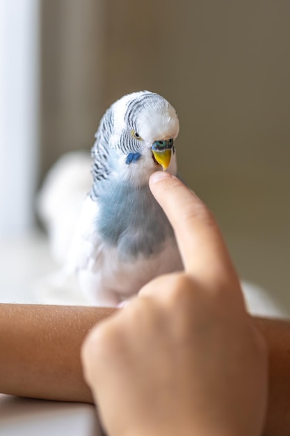 Free photo blue and white budgerigar pets concept and domestic birds