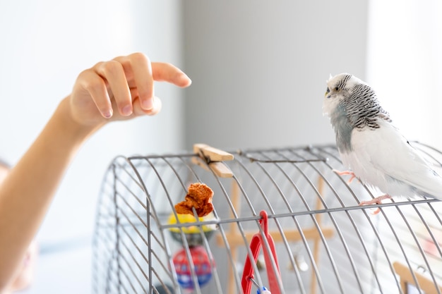 Free photo blue and white budgie in a cage pets concept