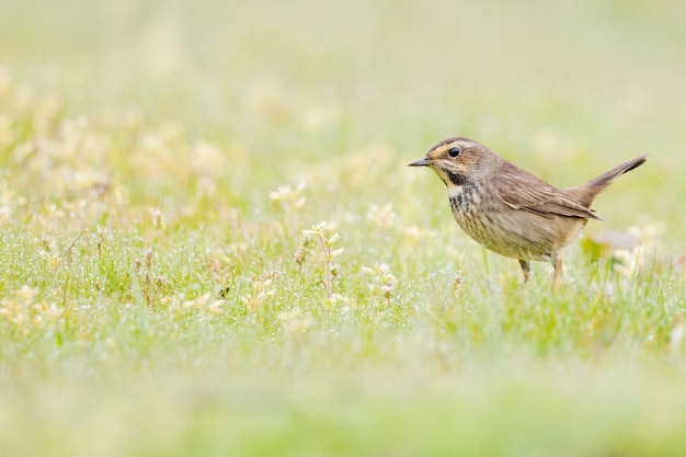 Free photo bluethroat