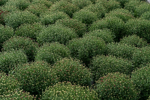 Free photo bluming green fresh chrysanthemum abstract texture