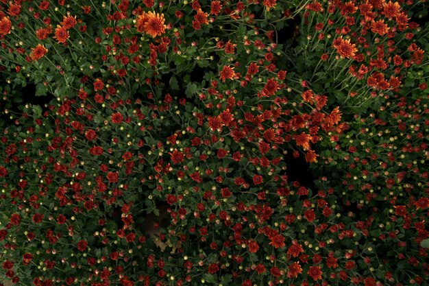 Bluming red fall chrysanthemum abstract texture