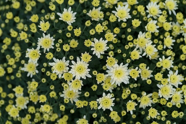 Free Photo bluming yellow fall chrysanthemum abstract texture