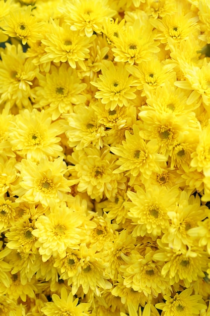 Free photo bluming yellow fall chrysanthemum abstract texture