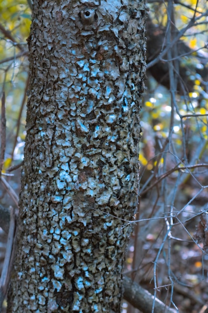 Free Photo blur background leaf trunk tree forestry