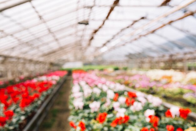 Blur background with flowers growing in greenhouse