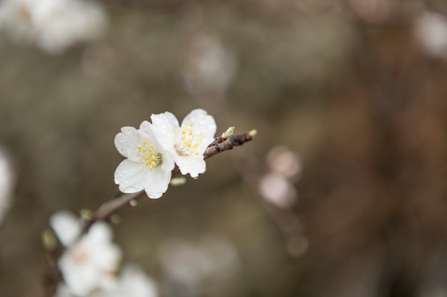 Blurred background with two almond blossoms