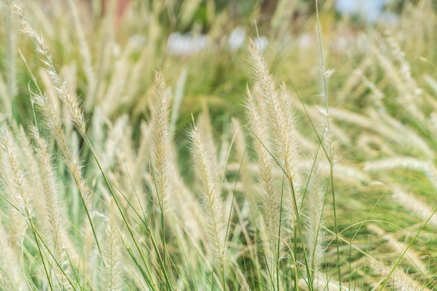 Blurred grass flower