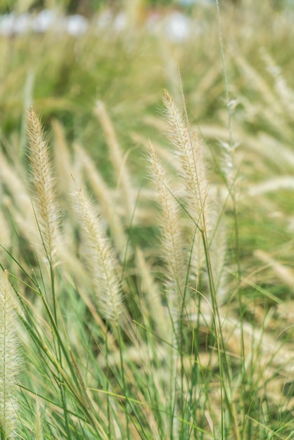 Blurred grass flower