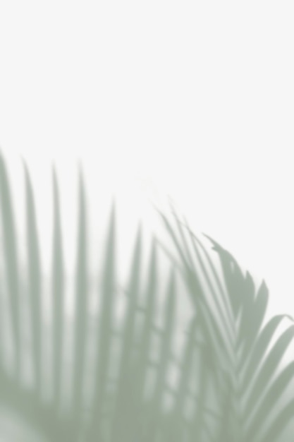 Free Photo blurred green palm leaves on off white background