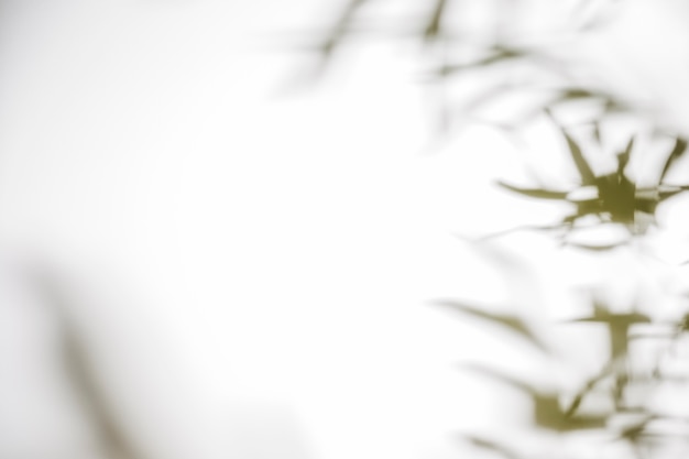 Free photo blurred leaves shadow on white backdrop