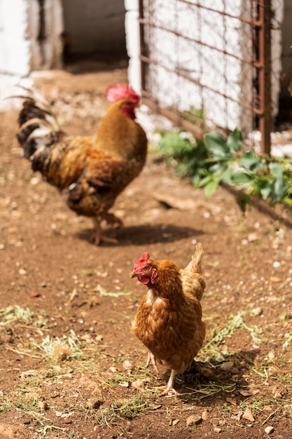 Free Photo blurred rooster standing