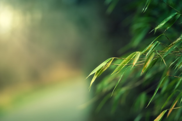 Blurred scene of tree branches in the forest