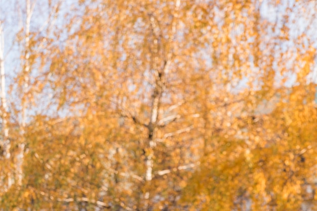 Blurry background of autumn trees