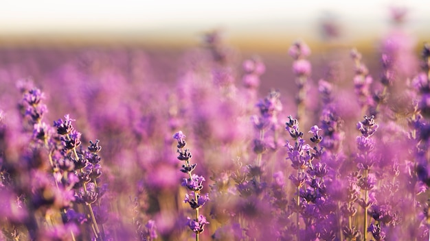 Free photo blurry lavender field outdoors