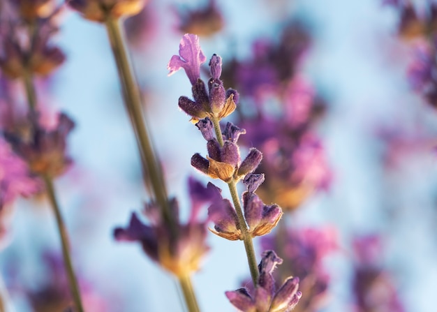 Free photo blurry lavender flowers with blue background