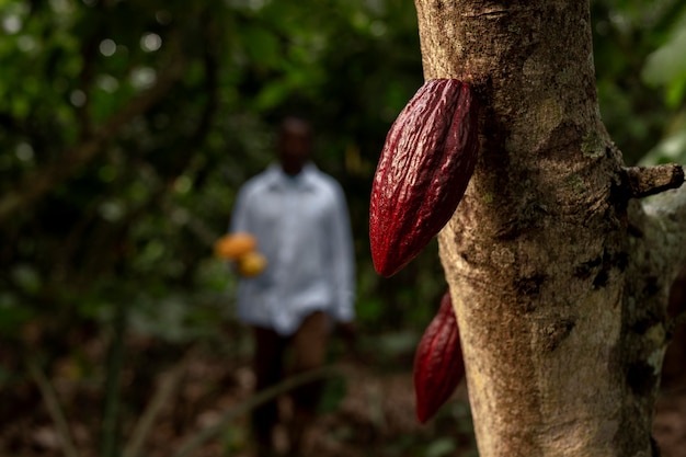 Blurry man and cocoa beans medium shot