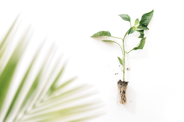 Free Photo blurry palm leaves near plant with its root over white background