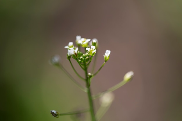 Blurry view of flowers in nature