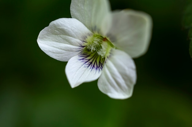 Free Photo blurry view of flowers in nature