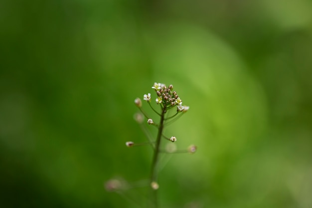 Free photo blurry view of flowers in nature