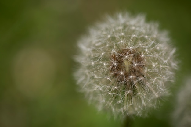 Blurry view of natural flowers