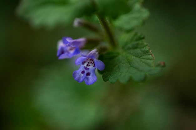 Blurry view of natural flowers