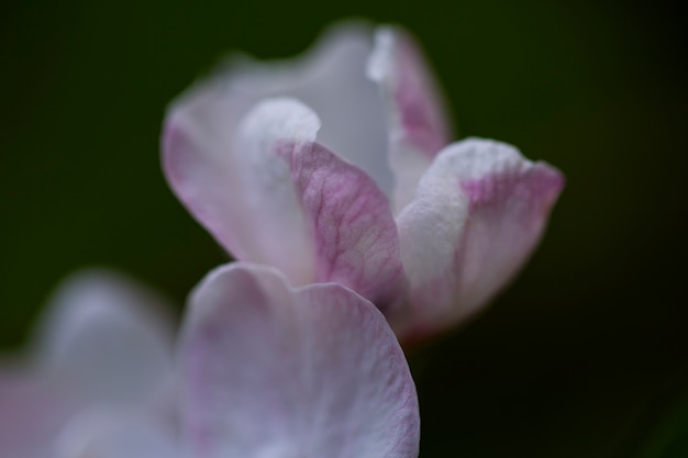 Free Photo blurry view of natural flowers