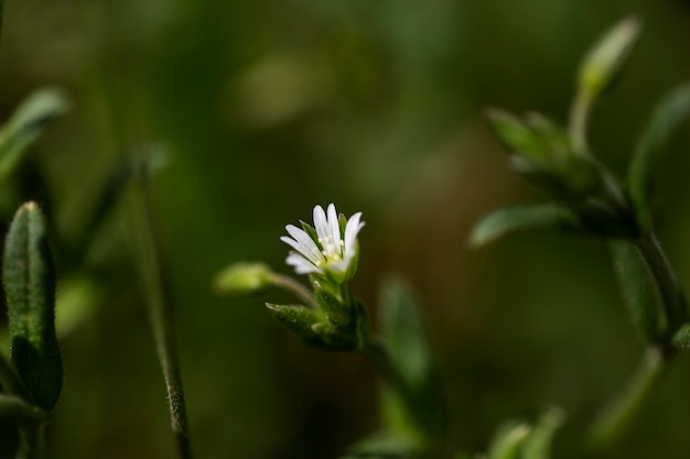 Free photo blurry view of natural flowers