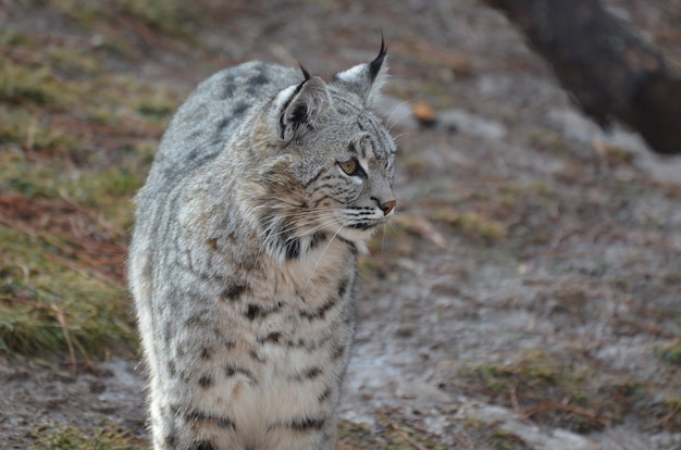 Free photo bobcat very curious about his environemnt.