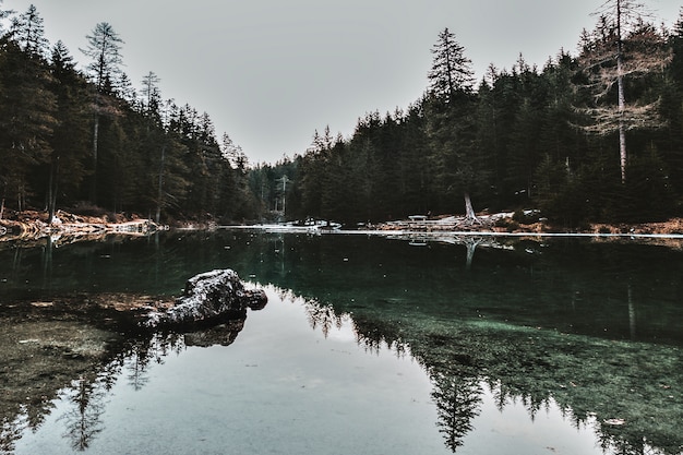 Free photo body of water across leafed trees