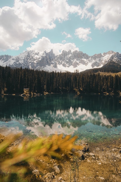 Body of water and green pine trees