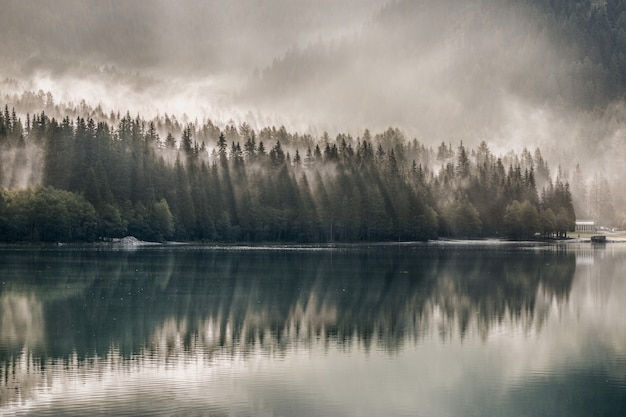 Free photo body of water near pine trees