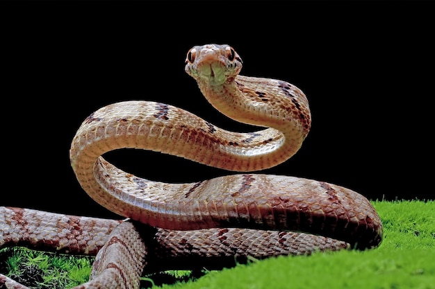 Boiga cynodon snake on moss with black background Boiga cynodon snake closeup