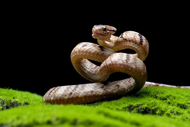 Boiga cynodon snake on moss with black background Boiga cynodon snake closeup