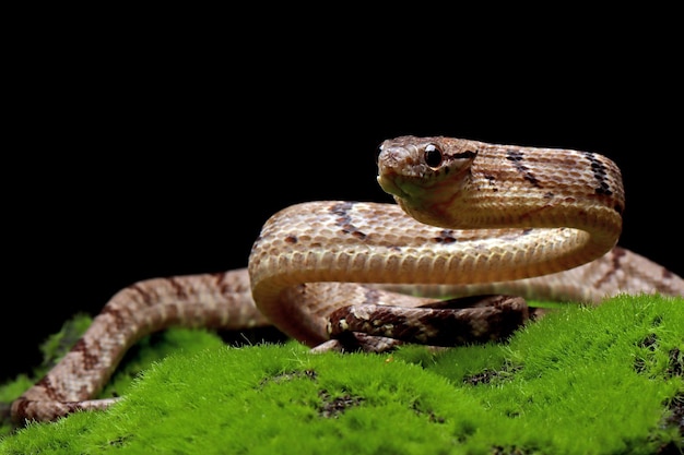 Boiga cynodon snake on moss with black background