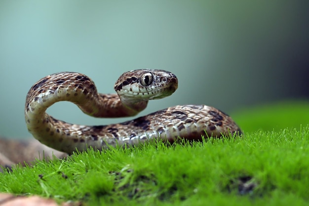 Free photo boiga multo maculata snake closeup on branch boiga multo maculata closeup