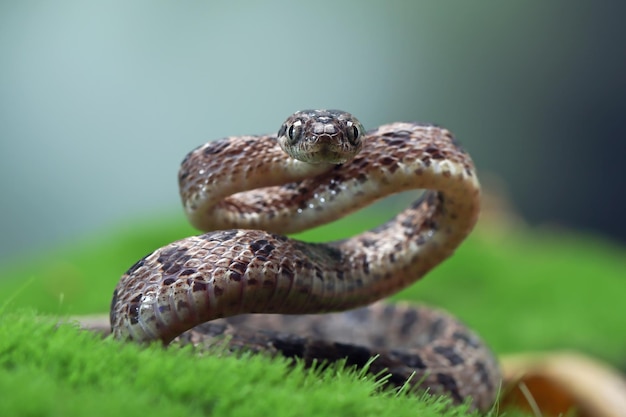 Free photo boiga multo maculata snake closeup on natural background