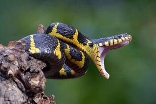 snake photos