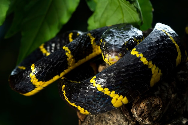 Free photo boiga snake dendrophila yellow ringed on wood