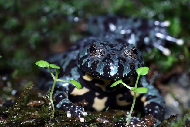 Free Photo bombina blue orientalis closeup on moss