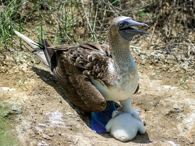 Free Photo booby bird standing on a cracked dry ground