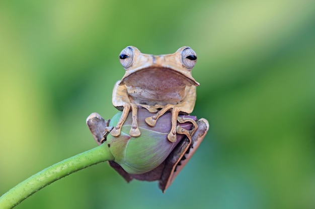 Free photo borneo eared frog on bud polypedates otilophus closeup