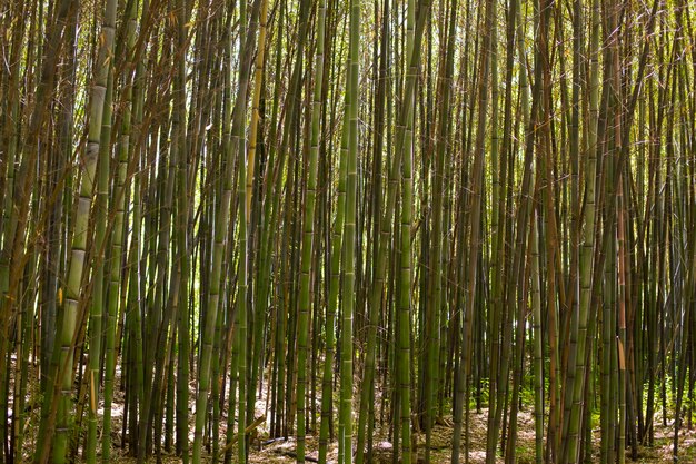 Botanical bamboo forest in daylight